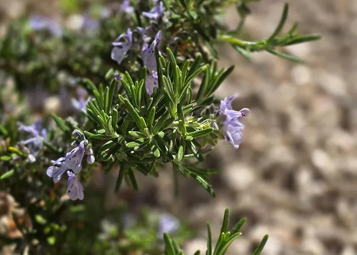 Epis Tournesols Сasa de vacaciones