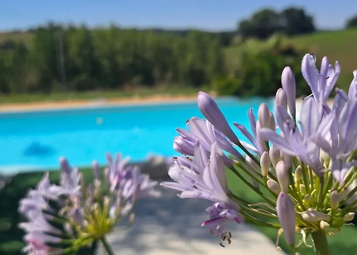 Epis Tournesols Coueilles