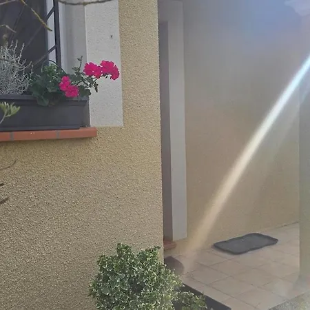 Epis Tournesols Coueilles