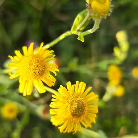 Epis Tournesols