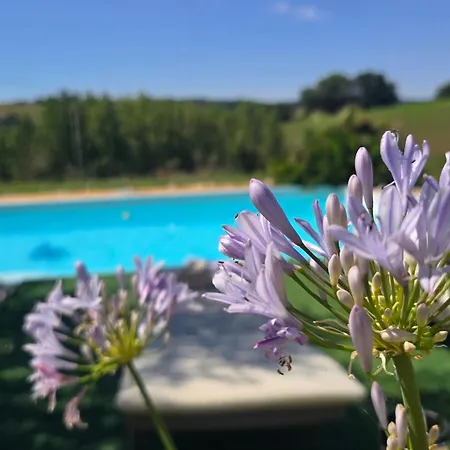 Epis Tournesols Coueilles